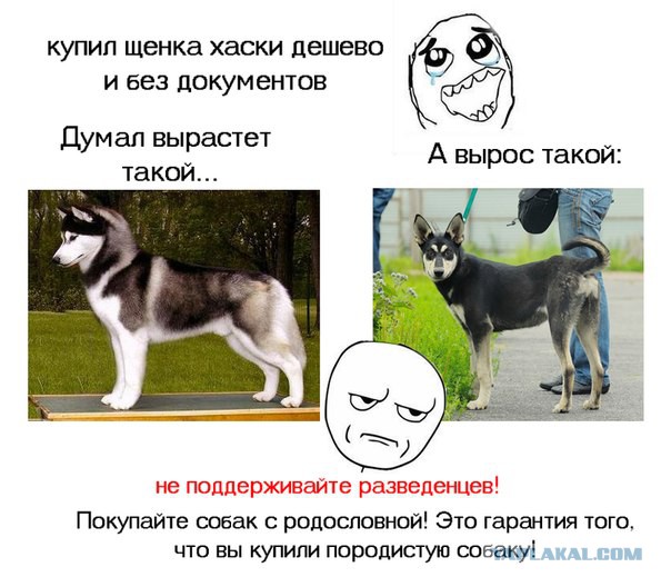 Берегитесь зоофила