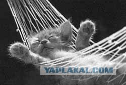 Котовторник на ЯПлакалъ