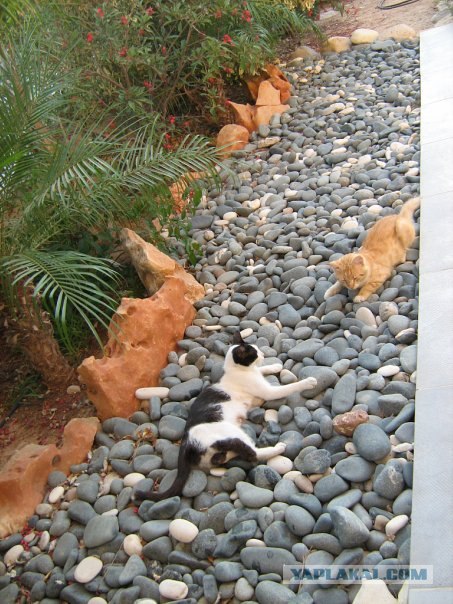 Котовторник, 19 октября
