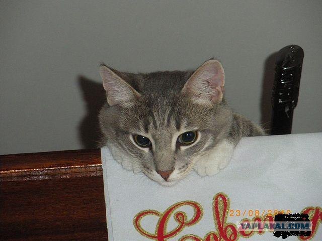 Как же можно про котовторник забыть?!