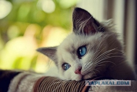 Пятница. Коты vs собаки.