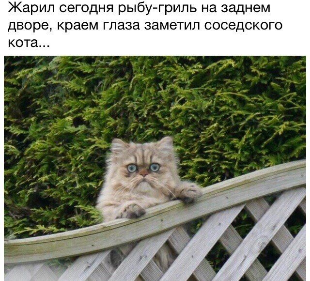 Прикольных котов пост