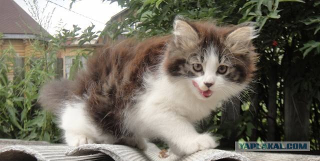 Сонный Котовторник