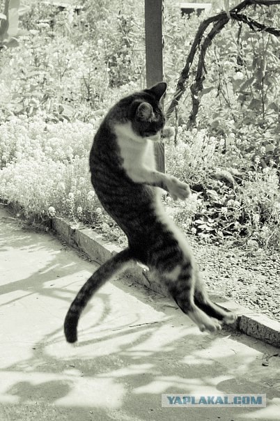 Котовторник 22.11.11