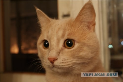 Котовторник (10.01.2012)