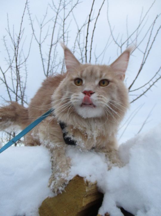 К котовторнику. Почему дома нужен котик