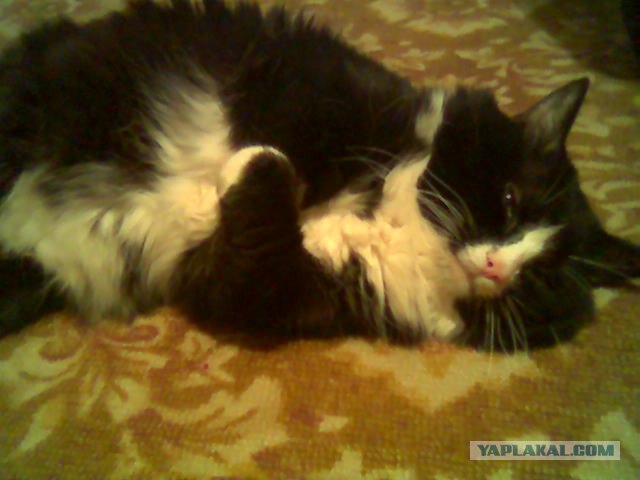 Котовторник   5.06.2012