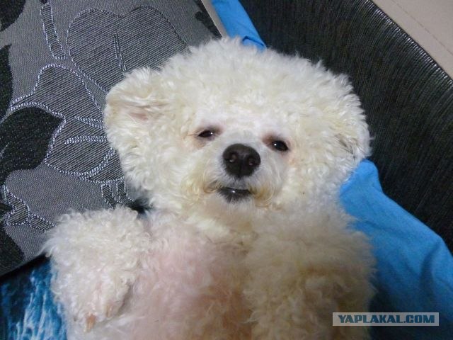 Извините... это вы стриптиз заказывали?