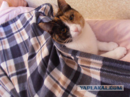 Кот впервые увидел снег