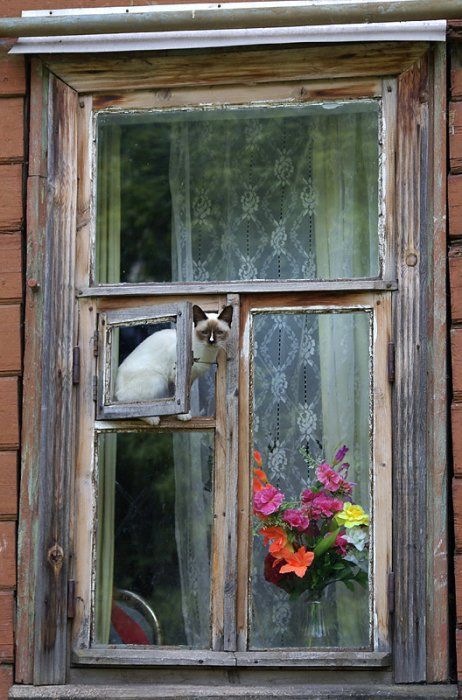 Прикольных котов пост