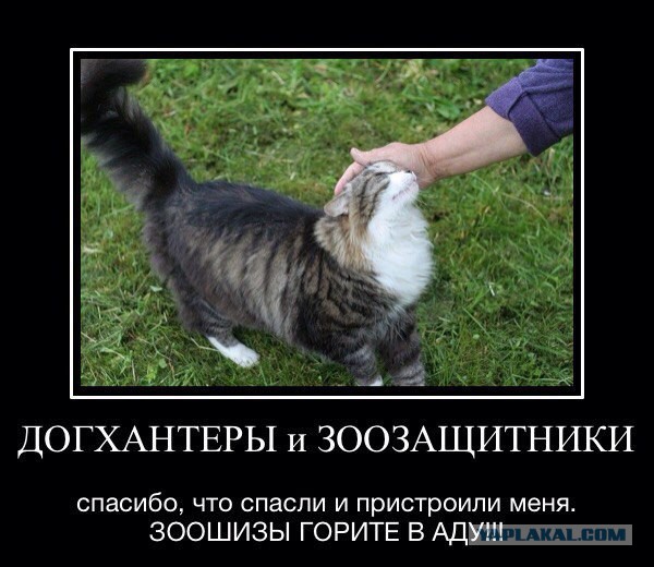 Во Владимире собаки насмерть загрызли молодого мужчину