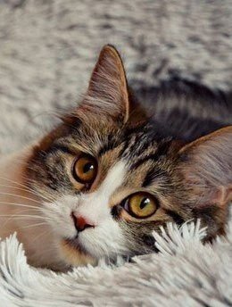 Забавные фото котеек