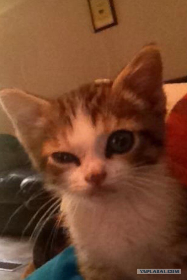 Кот подозревает. Подозревающий кот. Презрительный взгляд. Кот подозревает. Подозревающий кот.