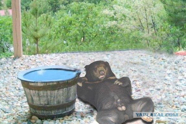 Фотожаба: Кто пил из бочки и все выпил?