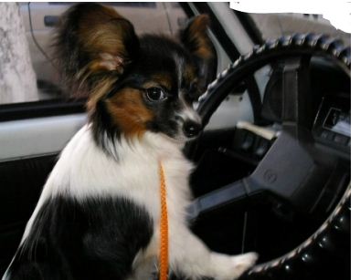 Собака лает на проезжающие авто