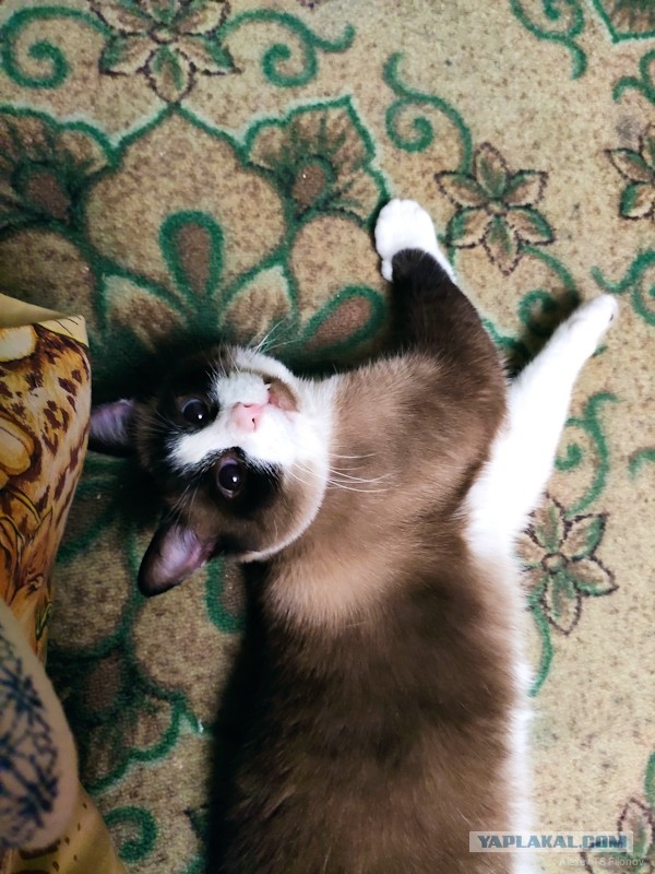 Котовторник же!