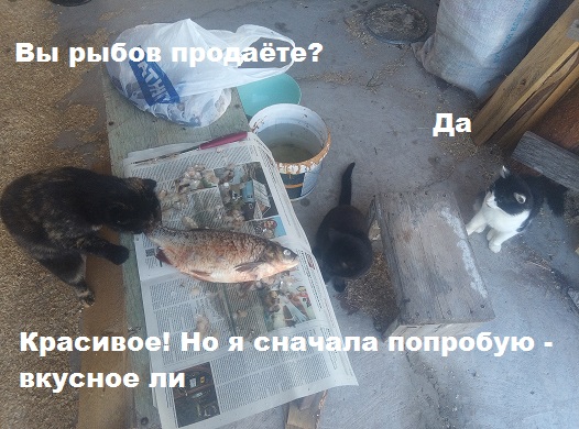 Давайте постить своих котов и кошек