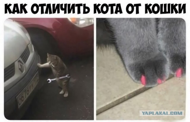 Фото-винегрет-5. Картинки ниапчём и обо всём