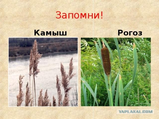 Скриншоты, комментарии, картинки 22.06.22