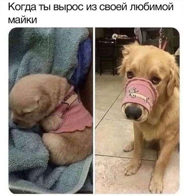 Картинки и мемы для настроения - 17