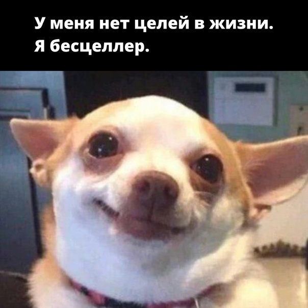 Весёлый полтишок 10.11.22