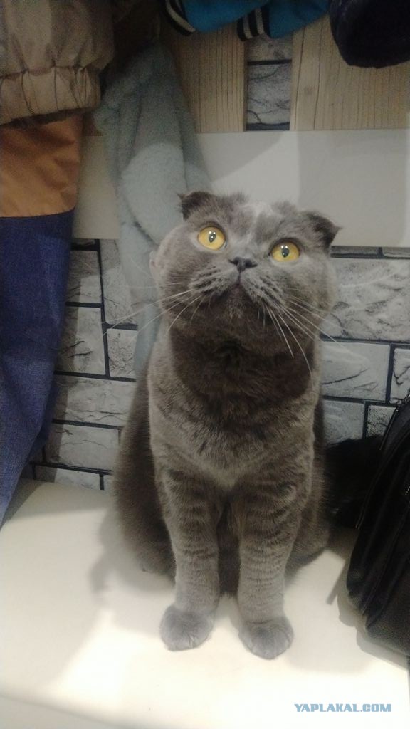 Котовторнику посвящается