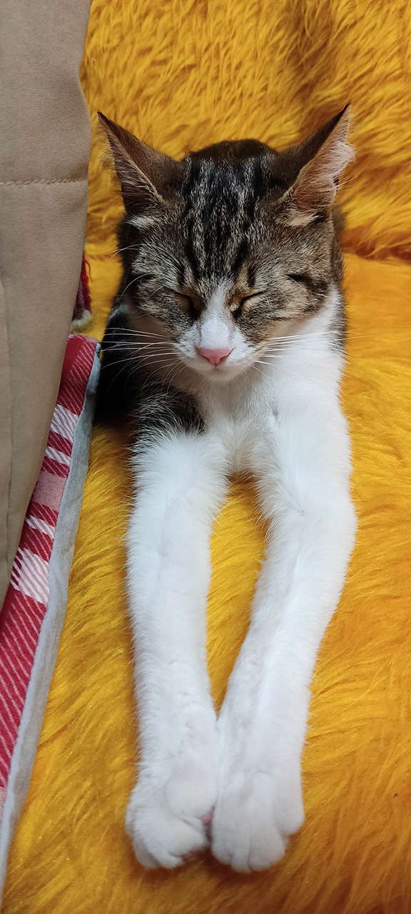 Котовторник