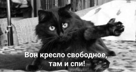 20 котиков, которые могли бы вести себя по-нормальному, но зачем, если их и так любят?