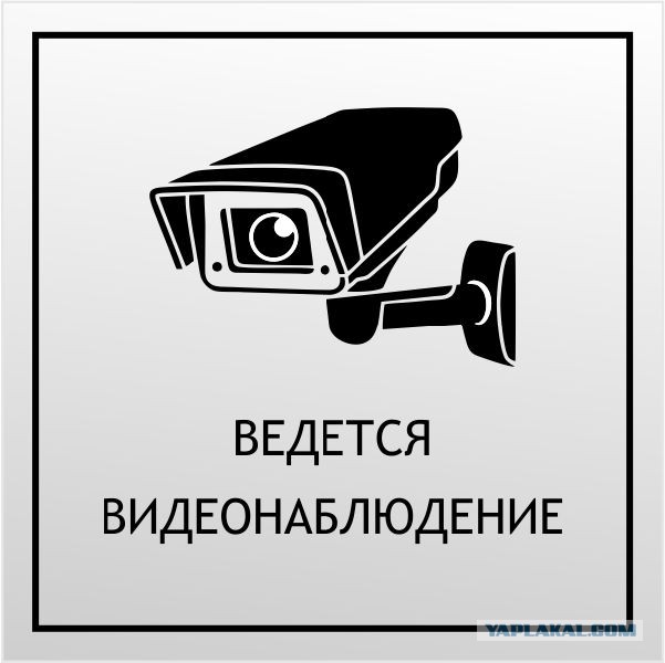 Чёрный дятел уничтожает фотоловушки в Саяно-Шушенском заповеднике