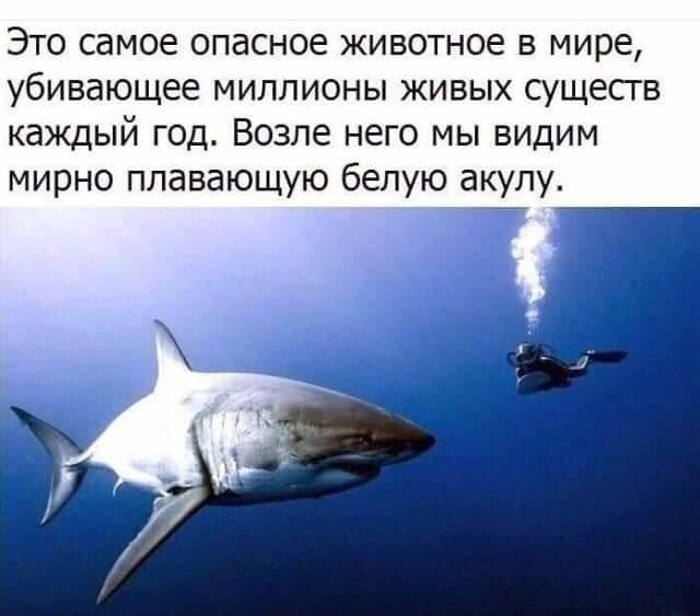 Почему в людей можно стрелять из автомата, а в животных нет?