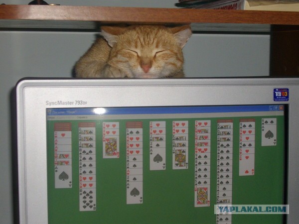 Котовторник 9.07.2013