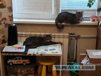 Подборка картинок-баянов с котиками и про котиков. Выпуск 29.