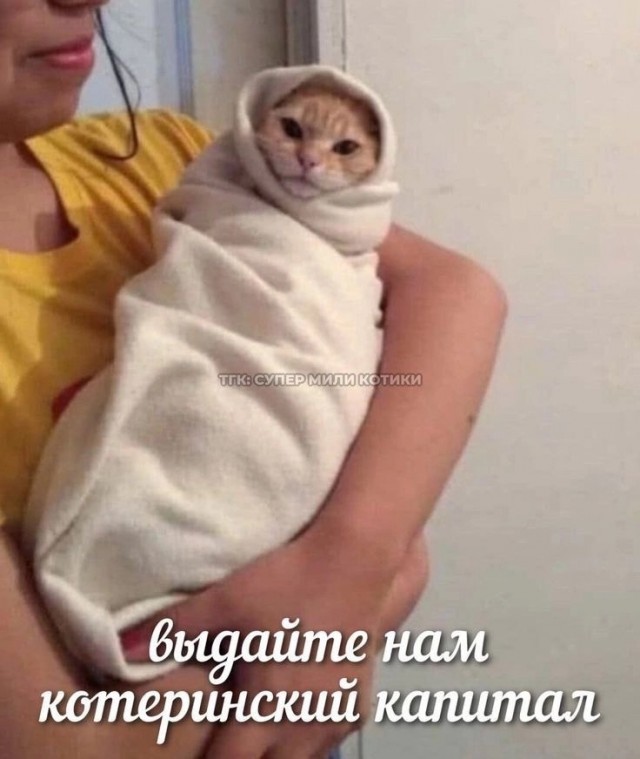 К котовторнику: подборка картинок-баянов с котиками и про котиков. Выпуск 32.