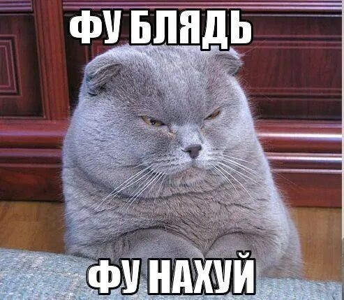 К котовторнику: подборка картинок-баянов с котиками и про котиков. Выпуск 37.