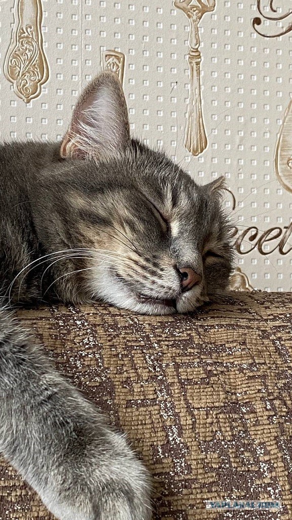 Котовторник и кошка
