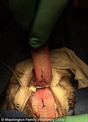 Кот выжил после выстрела стрелой в голову.