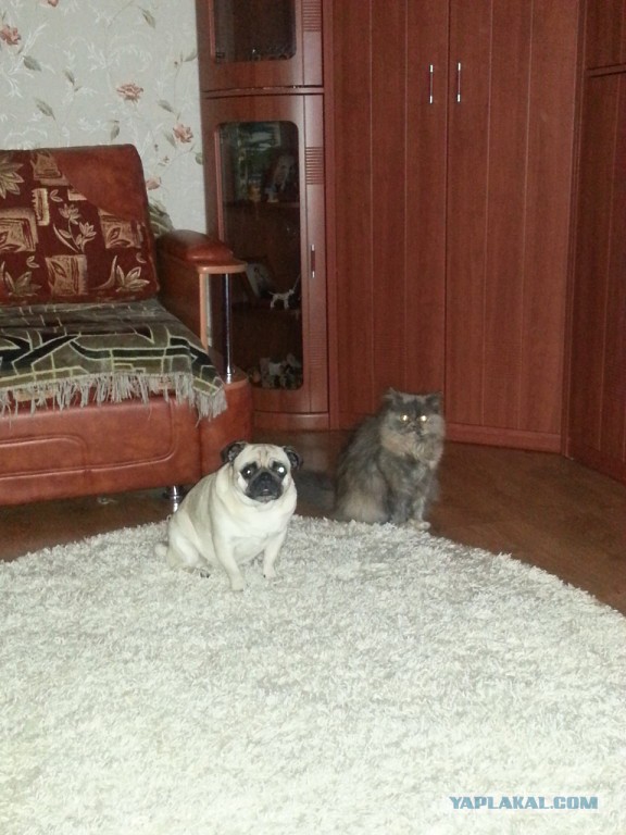 Котовторник 04.03.2014