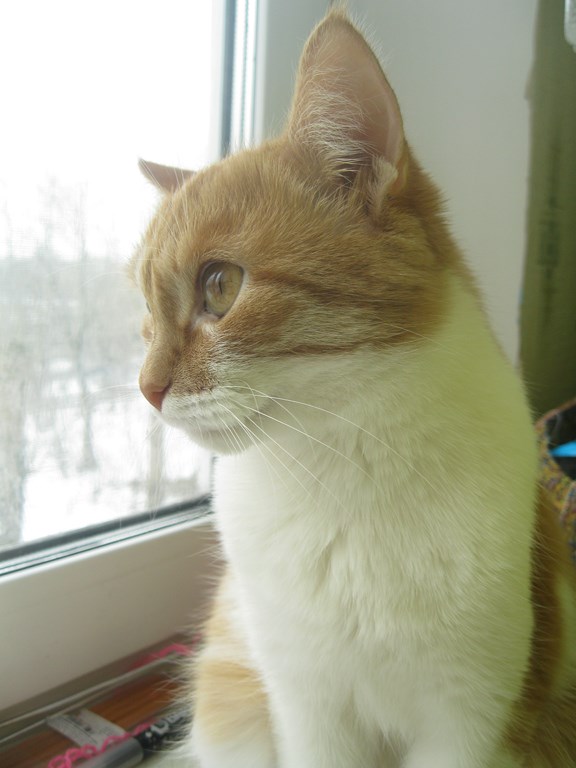 Котовторник  08.04.2014