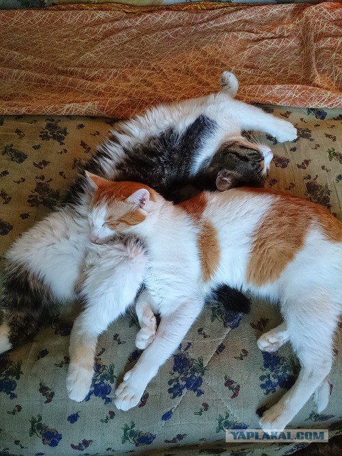 Котовторник 27.01.2015