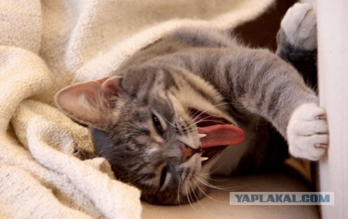 Котовторник 24.03.2015