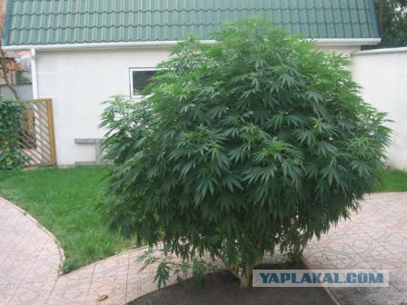 10 странных вещей, которые умеют делать деревья