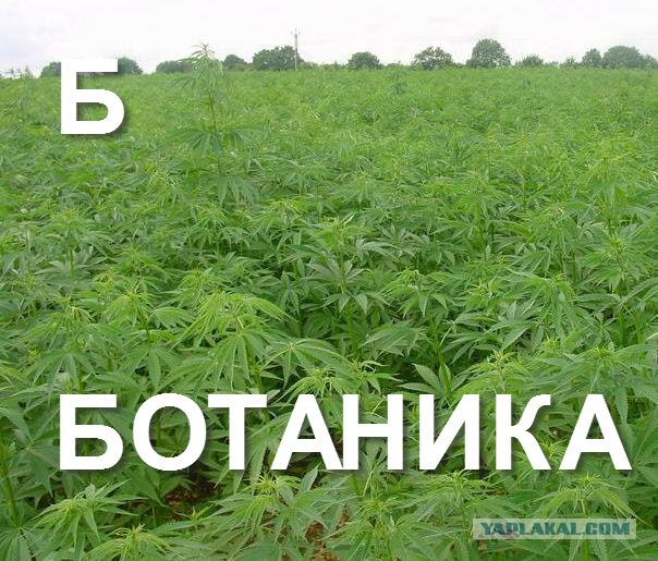 Суровый алфавит по-русски