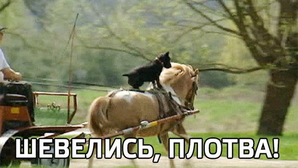 Шевелись, плотва!