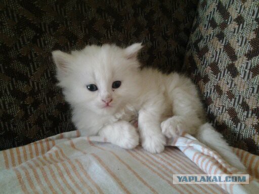 Котовторник 04.08.2015
