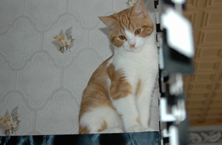 Котопост