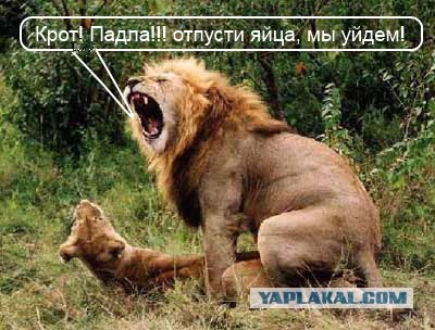 Всяко - разно...картинки