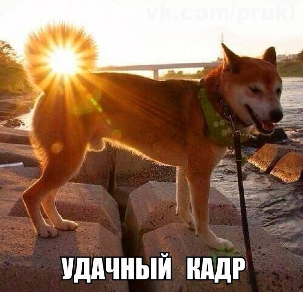 Веселые картинки