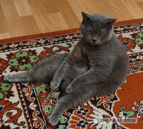 Кот с очень необычной способностью.