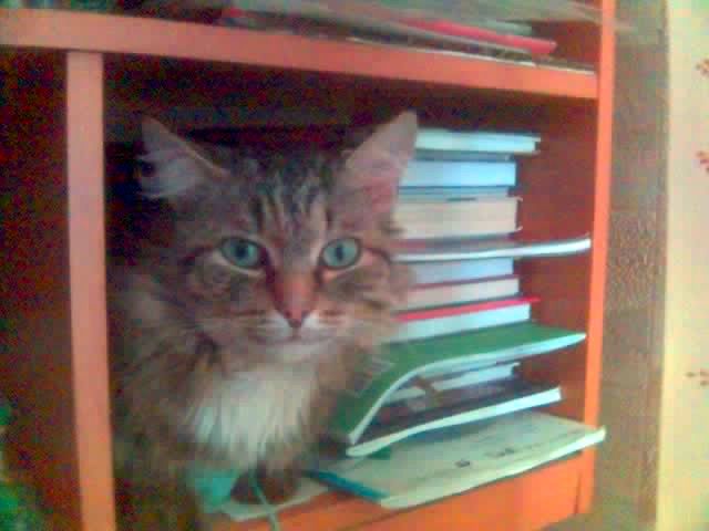 15 мест, в которых неожиданно можно обнаружить котэ