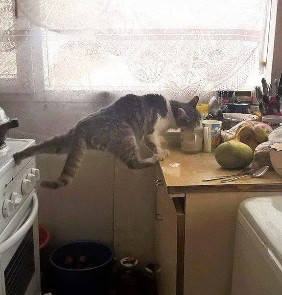 Котовторник 12.04